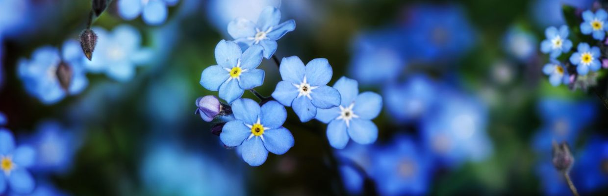 Forget me not flowers - Dementia Care Plan