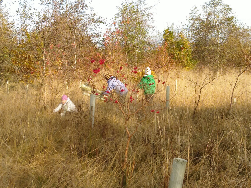 Picture of people putting tree guards on small trees in field.