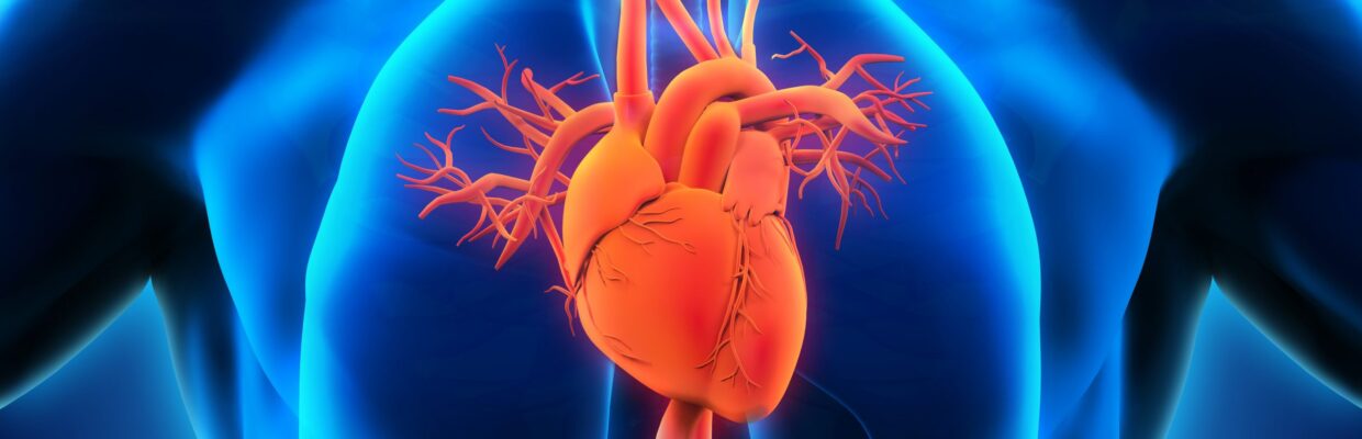 3D graphic image of heart and lungs