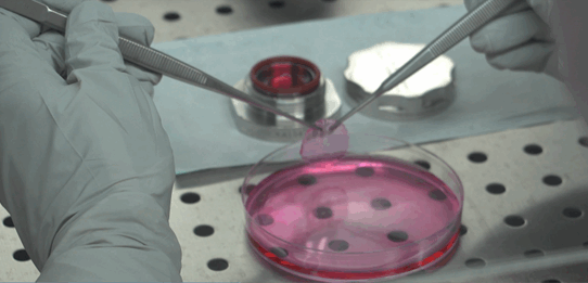 A holostem petri dish