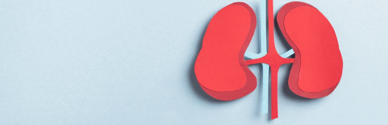 An scientific graphic displaying a pair of kidneys