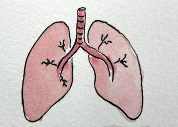 A drawing of some lungs