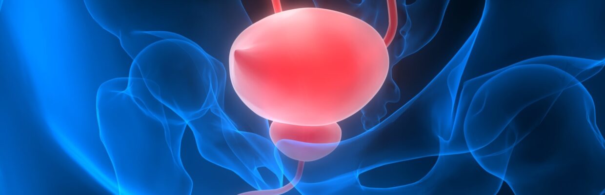 3D graphic illustration of the bladder