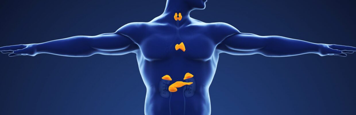 Graphic image depicting the human endocrine system