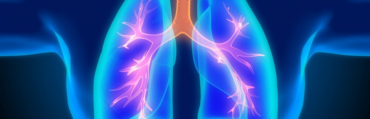 3D image of respiratory system lungs