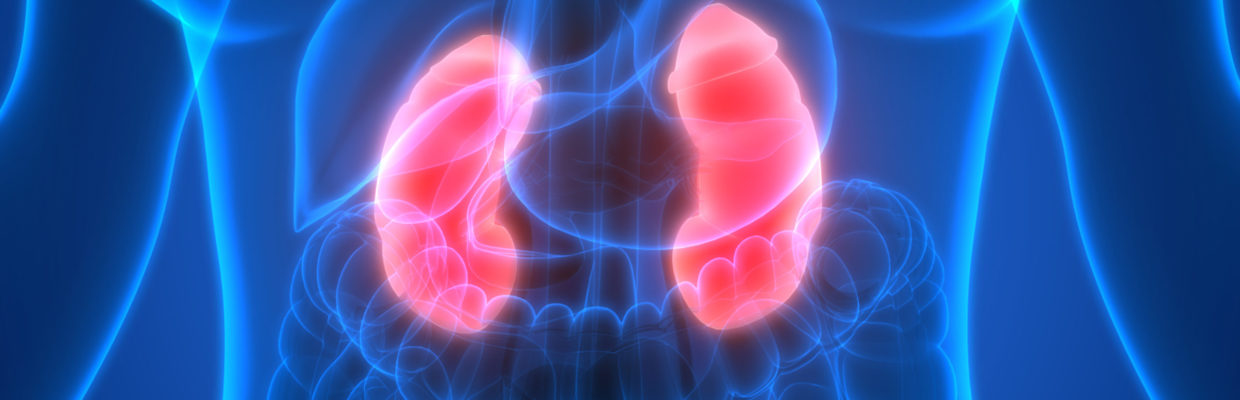 3D graphic illustration of the kidneys