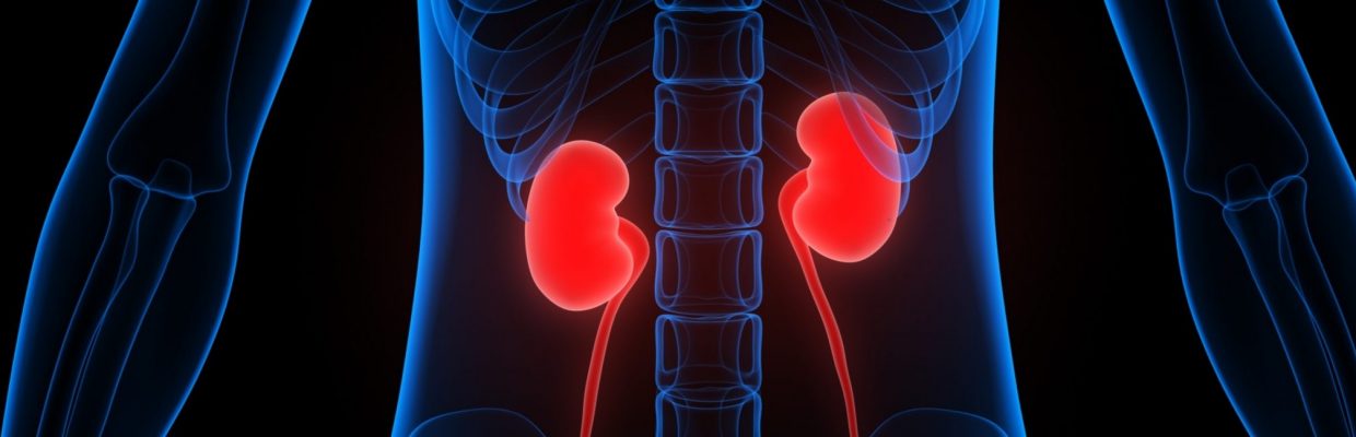 Our renal specialists oversee the diagnosis, investigation, treatment and long term management of kidney problems
